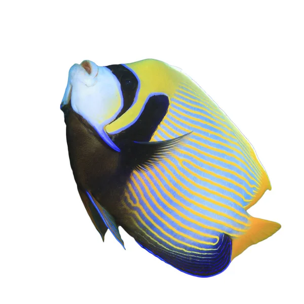 Імператор Анжеліка Тропічна Риба Ізольована Білому Тлі — стокове фото