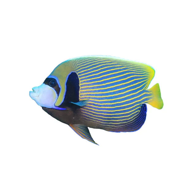 Pesce Angelo Imperatore Strisce Gialle Blu — Foto Stock