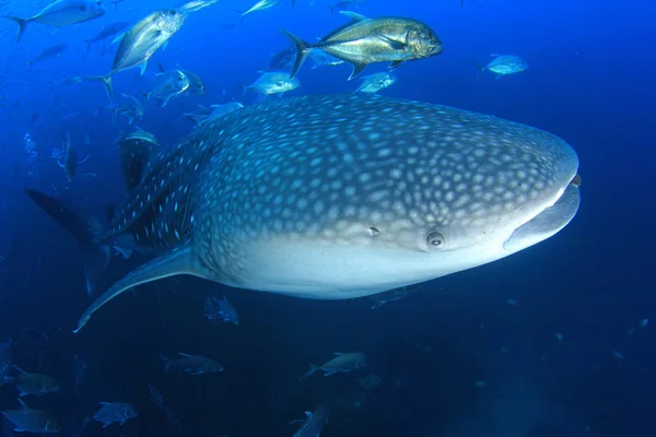 Fiskstim Med Farlig Haj Undervattensliv — Stockfoto