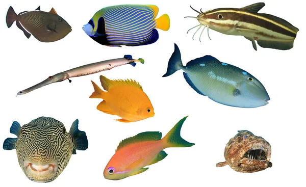 Grupo Peixes Tropicais Isolados Sobre Fundo Branco — Fotografia de Stock