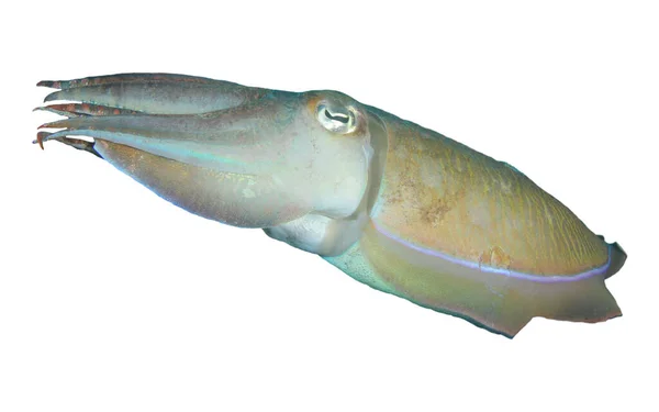 Beyaz Arka Plan Üzerinde Izole Mürekkep Balığı — Stok fotoğraf