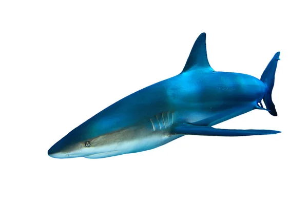 Tiburón Aislado Sobre Fondo Blanco —  Fotos de Stock