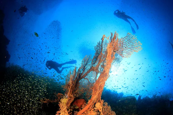 Koralliriutta Kalojen Sukeltajien Kanssa Taustalla — kuvapankkivalokuva