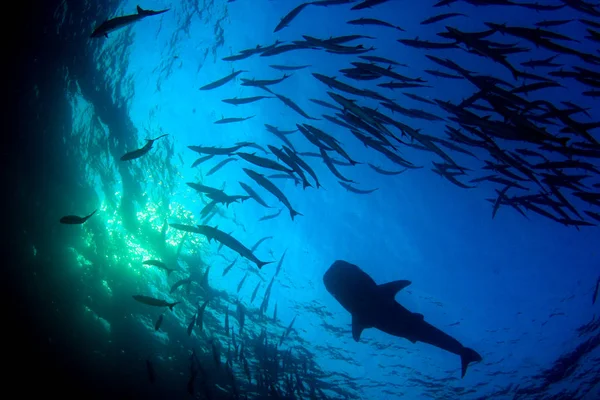School of fish with huge shark. Underwater life.