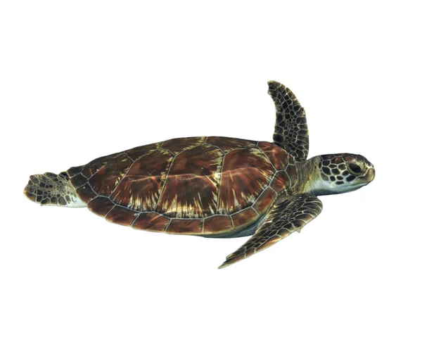 Portrait Single Turtle Isolated White Background — Stock Photo, Image