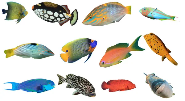 Группа Тропических Рыб Белом Фоне — стоковое фото