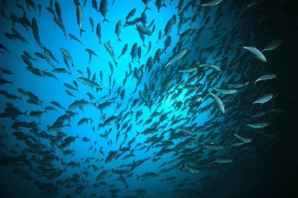 Kalakoulu Syvällä Sinisessä Vedessä Vedenalainen Elämä — kuvapankkivalokuva