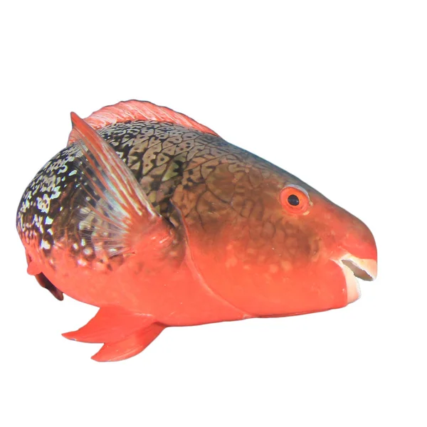 Roter Papageienfisch Isoliert Auf Weißem Hintergrund — Stockfoto
