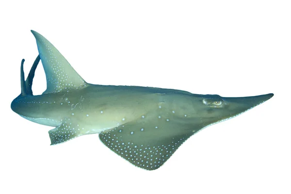 Beyaz Arkaplanda Köpekbalığı Izole Edildi — Stok fotoğraf