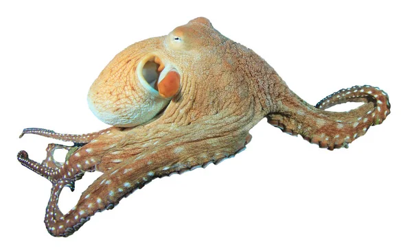 Octopus Geïsoleerd Witte Achtergrond — Stockfoto