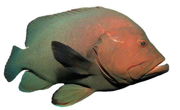 Red Ústa Skupina Ryby Izolované Bílém Pozadí — Stock fotografie
