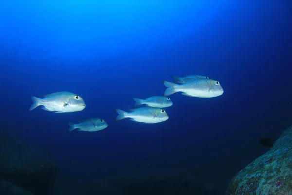 Several fish swimming in deep blue water