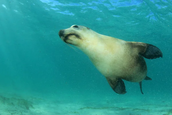 Australian Sea Lion. Underwater photo.