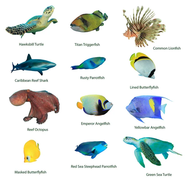 Colección Especies Acuáticas Con Nombres Aislados Sobre Fondo Blanco — Foto de Stock