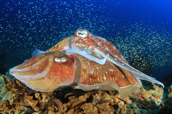 Cuttlefish Lähikuva Näkymä Vedenalainen Elämä — kuvapankkivalokuva