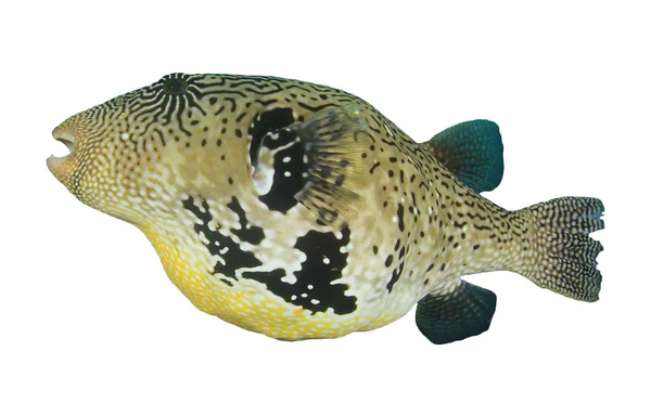 Puffer Pesce Ritratto Isolato Sfondo Bianco — Foto Stock