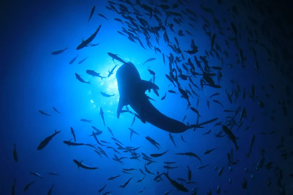 Derin mavi sularda balık sürüsü arasında yüzen tehlikeli köpekbalığı.