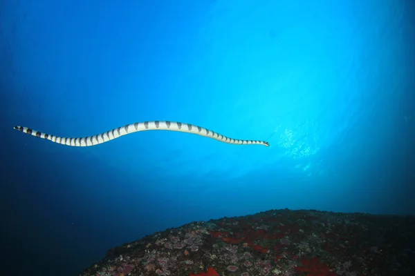 Stripet Slange Svømmer Blått Sjøvann – stockfoto