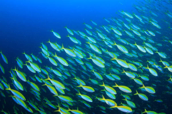 Escola Peixes Águas Azuis Profundas Vida Subaquática — Fotografia de Stock