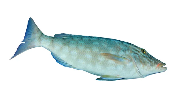 Одинокая Рыба Белом Фоне — стоковое фото