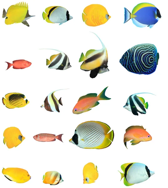 Groupe Poissons Tropicaux Isolés Sur Fond Blanc — Photo