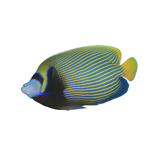 Imperador Angelfish Isolado Fundo Branco — Fotografia de Stock