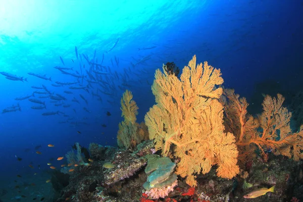 Kalaa Värikästä Koralliriuttaa Vedenalainen Elämä — kuvapankkivalokuva