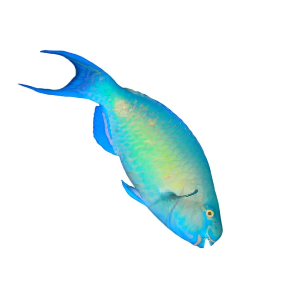 Neon Blue Green Rusty Parrotfish Isolated White Background — ストック写真