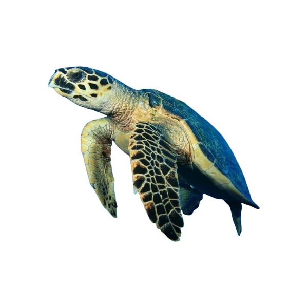 Porträt Einer Einzelnen Schildkröte Isoliert Auf Weißem Hintergrund — Stockfoto