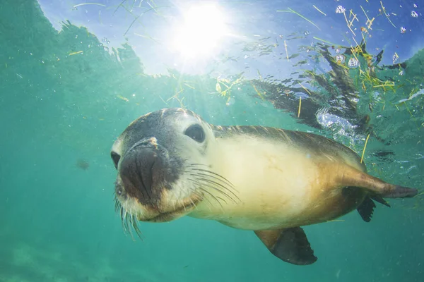 Australian Sea Lion. Underwater photo.