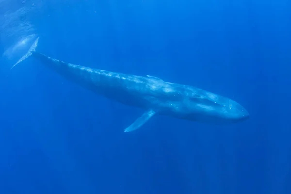 Ballena Azul Bajo Agua Ballena Azul Pigmeo Migrando Más Allá — Foto de Stock