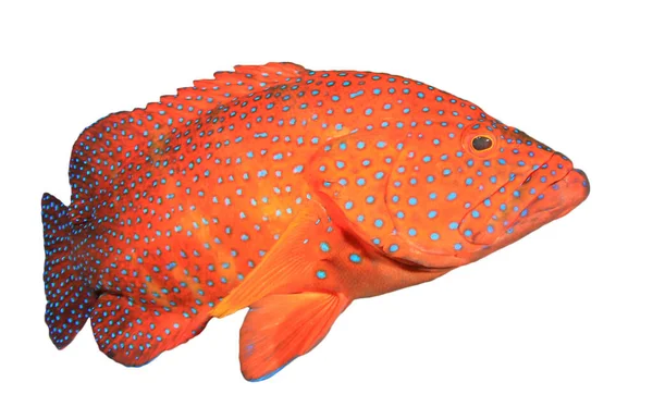 Coral Grouper Απομονώνονται Λευκό Φόντο Ψάρια Κηλίδες — Φωτογραφία Αρχείου