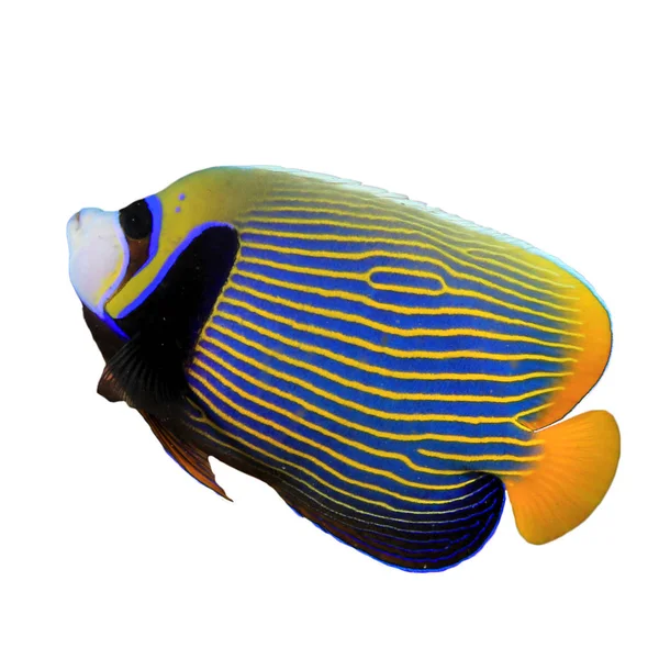 Emperador Angelfish Aislado Sobre Fondo Blanco — Foto de Stock