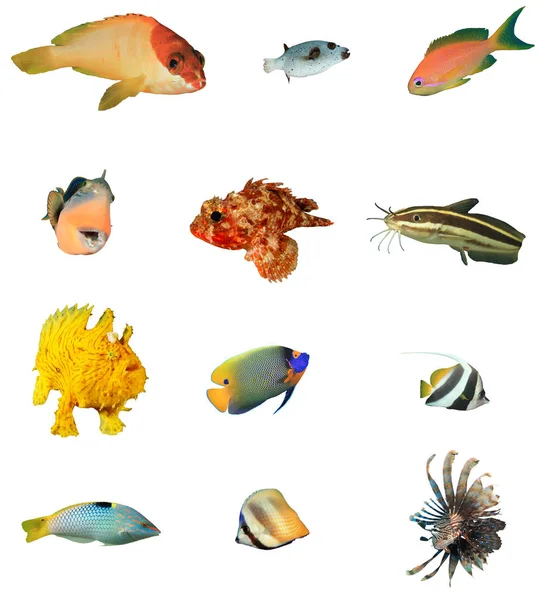 Groupe Poissons Tropicaux Isolés Sur Fond Blanc — Photo