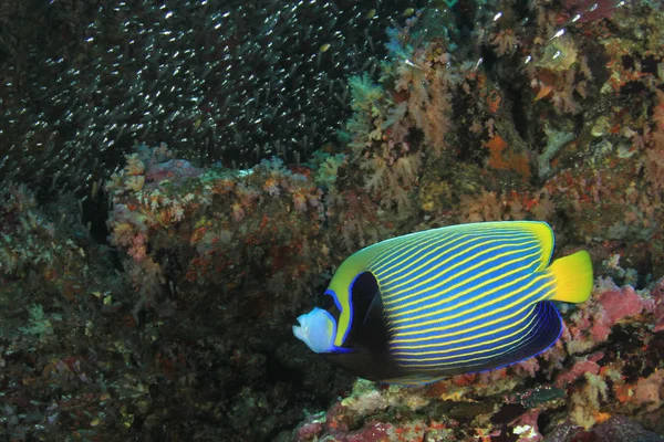 Poissons Nageant Fond Récif Coloré — Photo