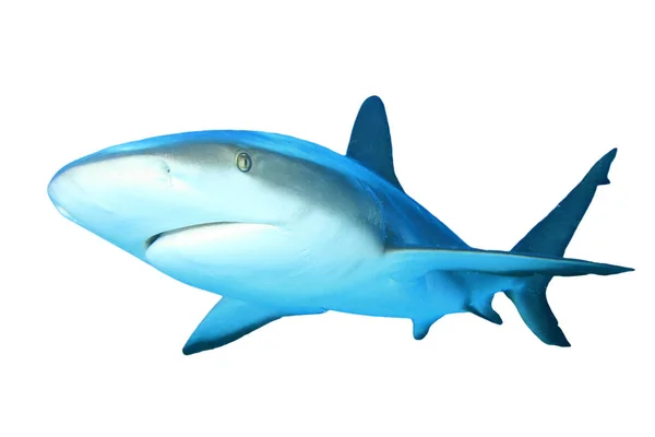 白底鲨鱼被隔离 — 图库照片
