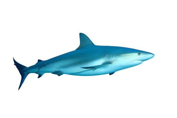 Shark Isolated White Background — Stock Photo, Image