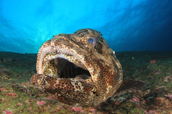 Fisk Som Svømmer Bunnen Fargerikt Rev – stockfoto