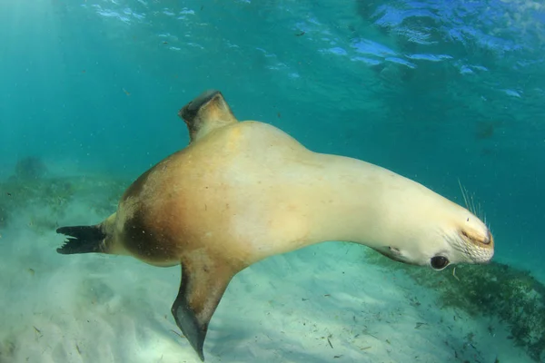 Australský Mořský Lev Podvodní Fotografie — Stock fotografie