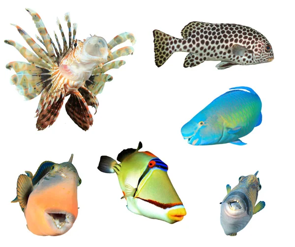 Beyaz zemin üzerinde izole edilmiş tropikal balık grubu