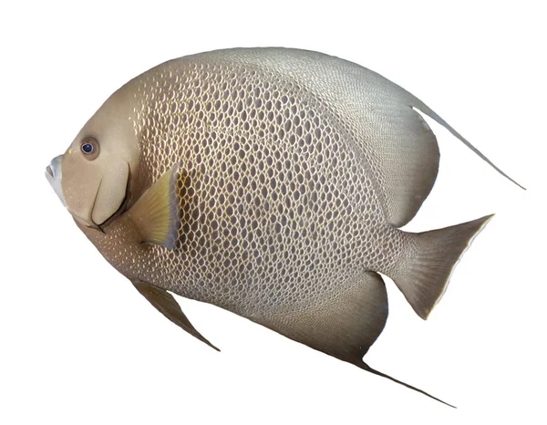 Kulaté Šedé Ryby Izolované Bílém Pozadí — Stock fotografie