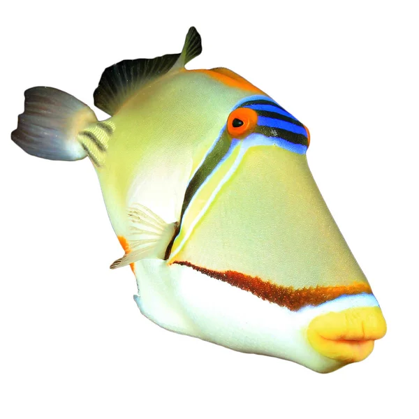Triggerfish Portret Geïsoleerd Witte Achtergrond — Stockfoto