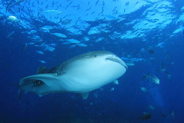 Escuela Peces Con Tiburón Peligroso Vida Submarina — Foto de Stock