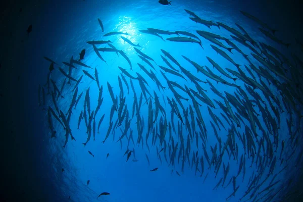 School of fish in deep blue water. Underwater life.