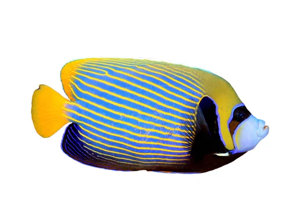 Imperador Angelfish Isolado Fundo Branco — Fotografia de Stock