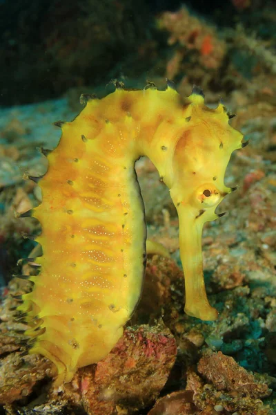 Malý Žlutý Mořský Koník Dně Korálového Útesu — Stock fotografie