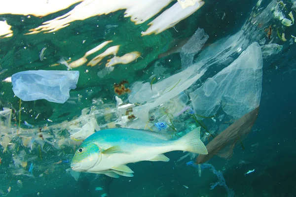 Plastavfall Sjøvann Globalt Forurensningskonsept – stockfoto