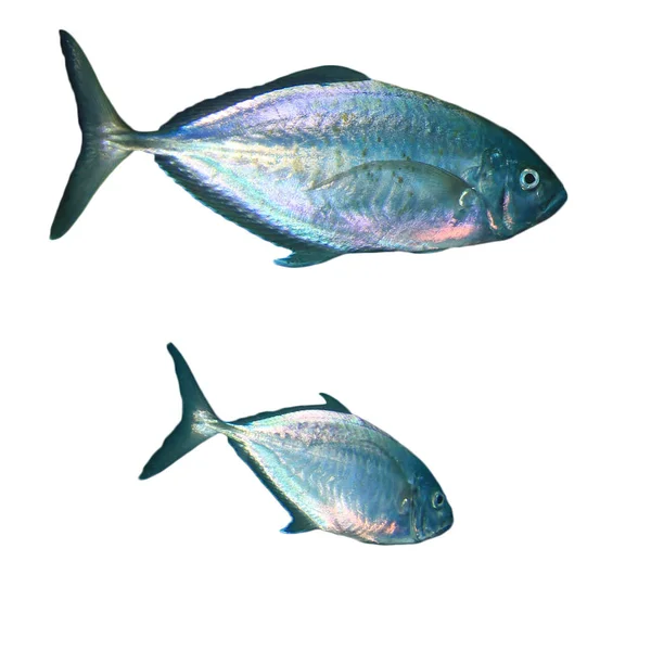 Escolar Fisk Isolerad Vit Bakgrund — Stockfoto