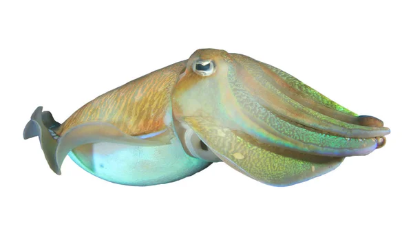 Cuttlefish Isolado Sobre Fundo Branco — Fotografia de Stock