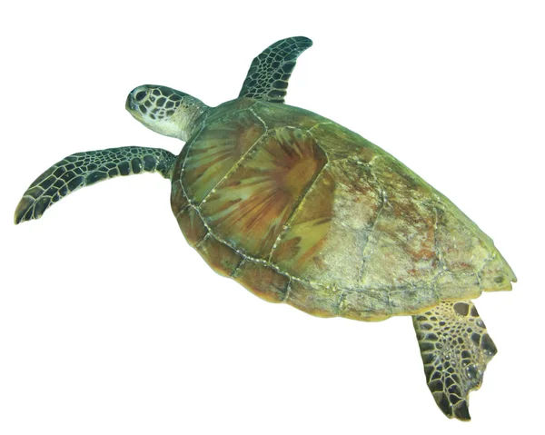 Portrait Une Seule Tortue Isolé Sur Fond Blanc — Photo